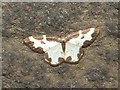 A moth - Clouded Border (Lomaspilis marginata)