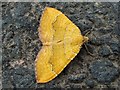 A moth - Yellow Shell (Camptogramma bilineata)