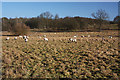 Sheep grazing at West Stow