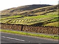 Hay drying in the field, Cliviger