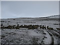 SD9873 : Livestock on the Hag Dyke Access Track by Chris Heaton