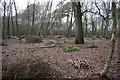 Coppicing in Butchers Wood