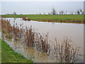 Pond at Five Lakes