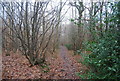 Footpath through Brotherhood Wood