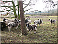 Jacob sheep at Moor Hall Farm