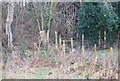 TR0957 : Footpath enters a small woodland, NE of Denstead Wood by N Chadwick