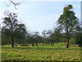 Mistletoe-laden old fruit trees