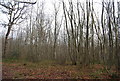 Coppiced trees, Stock Wood