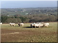 Sheep, grazing above Fishleigh