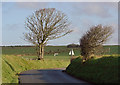 Trees near Brynhyfryd, Y Ferwig