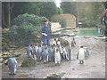 Penguin feeding time at Birdland