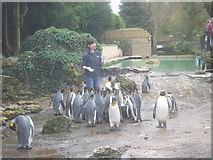 SP1720 : Penguin feeding time at Birdland by Trevor Rickard