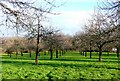 Cider orchard on Burrow Hill