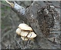 Birch bracket fungus (Piptoporus betulinus)