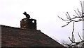 Pig on chimney