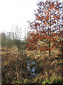 Wet ground beside the River Bure