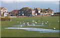 Grass area and houses behind the beach