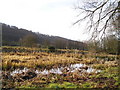 Pond at Glangwili Home Farm