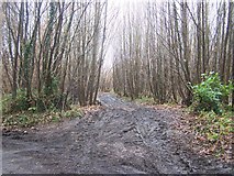 TQ7155 : Track into Oaken Wood by David Anstiss