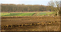 Fields near Rand wood