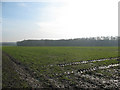 Muddy field near Lenham