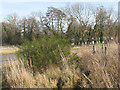 Broom on Lenham Heath Road