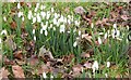 Snowdrops on a small green at Northchapel