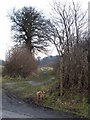 Bridleway off Lodge Lane