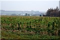 Winter farmland at Honington