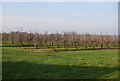 Apple orchards near Broad Oak