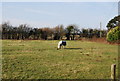 Horse in a field, Vale Farm