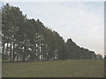 Windbreak near Charing