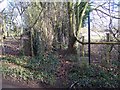 Footpath on Kenward Road