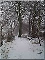 A snowy walk through the trees