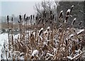 Bulrushes near Darfield bridge