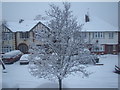 Snow-covered tree