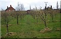 Hazelnut Orchard