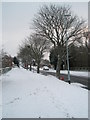 Winter trees in Elkstone Road