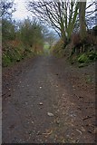 NZ7616 : Sunken Lane to Roxby Wood by Mick Garratt