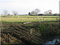 Sheep grazing on Ash Level