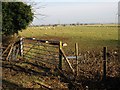 Grazing sheep on Ash Level