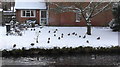 Ducks in snow