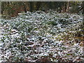 Bournemouth: snow-covered foliage