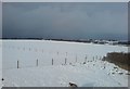 Snowy Snowdog