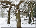 A snowy scene in Braunstone Park