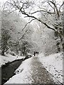 Badocks Wood in the snow