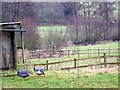 Guinea Fowl, Stalls Farm