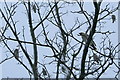 Waxwings visit Elgin