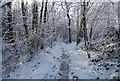 Footpath through a snowy Toll Wood