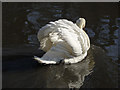 Mute swan (Cygnus olor)